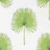 Fan Palm 216636